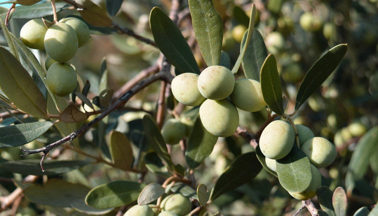 橄欖油為什么比其它油好_久顧特級初榨橄欖油