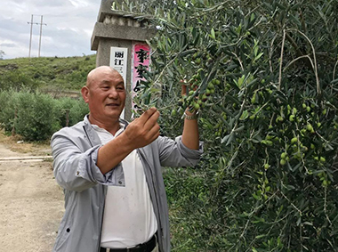 [麗江故事]王文雄：麗江油橄欖產業發展的帶頭人